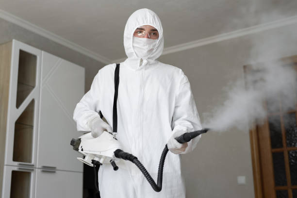 Best Attic Mold Removal in Lake Park, IA