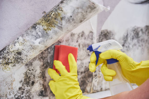 Best Residential Mold Inspection & Testing in Lake Park, IA